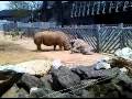 Rhino Attack At Colchester Zoo
