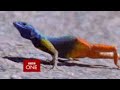 Life in Cold Blood - BBC series clip