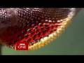  - MovieZen Video