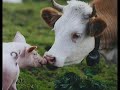 Reasons to go veg