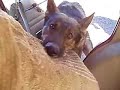 K9 Vehicle Appehension K9 Vehicle Appehension