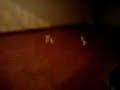 haha  dexter cala bailando chunchaca