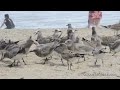 Seagulls on the Beach.mov
