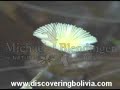Birds in the Rainforest. Bolivia. White-bearded Manakin Birds in the Rainforest. Bolivia. White-bearded Manakin