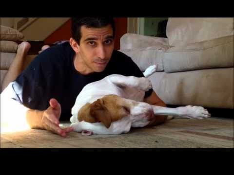 how to properly train a pitbull