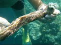 snorkelen snorkelen
