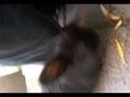 videos de puck en minny