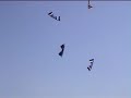 Kite revolution team : FLIC / FLYINGSQUAD