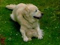 Baika - Der Hundefilm