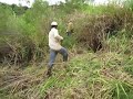 Replanting a Rainforest - Clearing