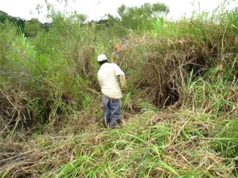 how to replant grass trees