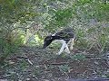 Ibiza Pups Wk10 biting.MOV