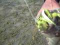 videos de TARUCHAS 2