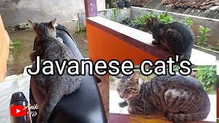 three Javanese cats indonesian