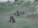 Pebbley Beach kangaroos