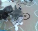 Norwegian forestcat kittens. Norwegian forestcat kittens.