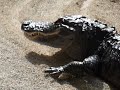 Aligator show in the everglades