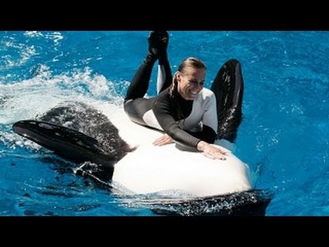 Seaworlds Shamu Believe Show (when trainers were allowed in the water!) - YouTube