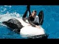 Seaworld's Shamu Believe Show (when trainers were allowed in the water!)