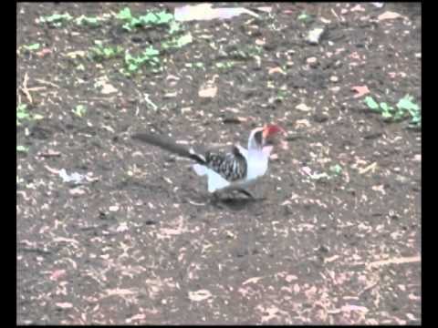 See video