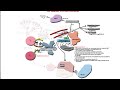 The Immune System Ov