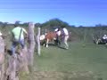 SE�ALANDO LOS NOVILLOS