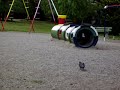 Palomas y Plaza Belgrano