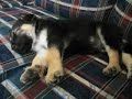 Pictures of our German Shepherd puppy, Bowzer Pictures of our German Shepherd puppy, Bowzer