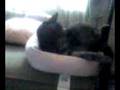 Psycho Kitty Yelling and Biting Her Tail