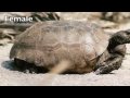 Adult-Gopher-Tortois