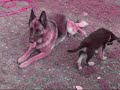 Puppy Pastor Alem�n German Shepperd Chile