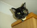My cat- Spicy My cat- Spicy