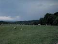 sheep storm