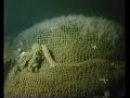 andrea doria - the final chapter - part 3/12

a 1984 documentary about a saturation diving expedition to the sunken italian luxury liner andrea doria. conducted in 1981 and led by peter gimbel, the expedition's goal was to retrieve two bank safes from the andrea doria's wreck, as well as investigate the rumour that a missing watertight door was to blame for her demise. dutch voice-over and subtitles.
