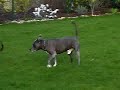 Amstaff Chefrem und Malinois Zabo the 2. approach Amstaff Chefrem und Malinois Zabo the 2. approach