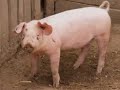 after a close examination of crude oil made from pig manure, chemists at the national institute of standards and technology (nist) are certain about a number of things.

most obviously, 