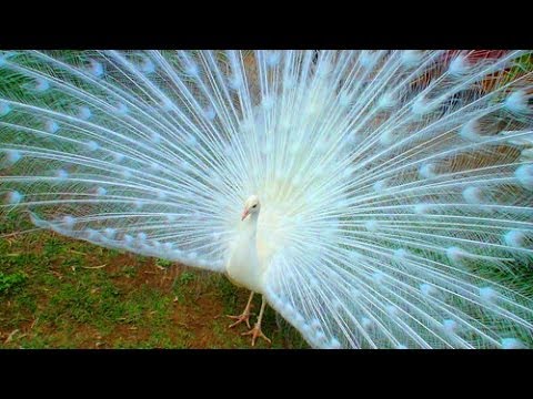 Видео 'Парк Птиц "Воробьи"'