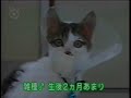 Kitten-walks-with-on