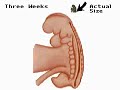 How the Body Works : From Embryo to Fetus-Part One