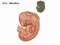 How the Body Works : From Embryo to Fetus-Part One