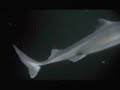 Shark vs. Octopus (Amazing clip)