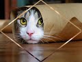 this is one of my favorite instrumental music and very good for listening before go to bed. enjoyed it. and i love cats....:d