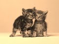 this is one of my favorite instrumental music and very good for listening before go to bed. enjoyed it. and i love cats....:d