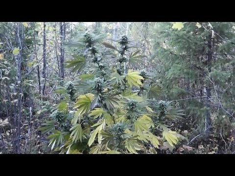 how to harvest outdoor weed