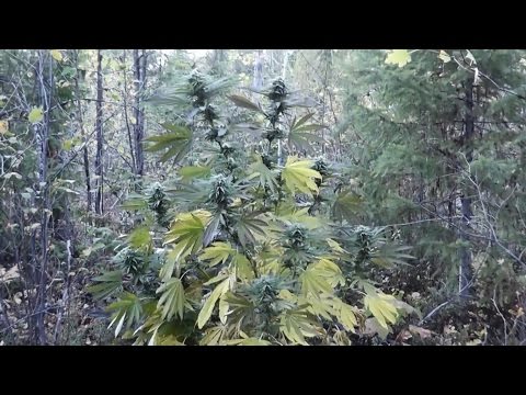 how to harvest outdoor sativa