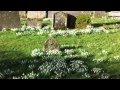 Snowdrops in a Churchyard