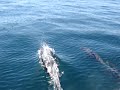 Dolphins near Cape Town Dolphins near Cape Town