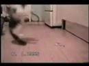 kedi cat