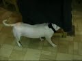 WEIRD SCARY PITBULL WEIRD SCARY PITBULL