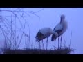 Erste Storch 2010 in Hitzhusen am 21.02.2010